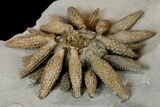 Jurassic Club Urchin (Caenocidaris) - Boulmane, Morocco #179454-1